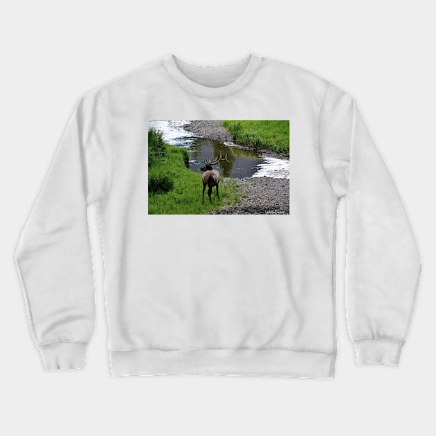 Bull by the River Crewneck Sweatshirt by Leslie Pino Durant